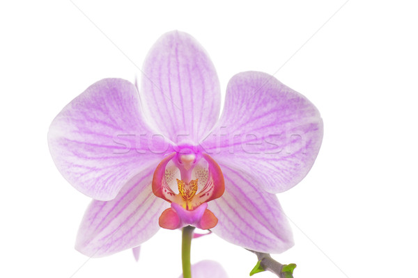 Stockfoto: Roze · orchidee · geïsoleerd · witte · bloem · natuur