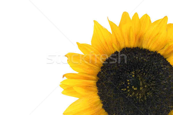 Sunflower Stock photo © pixelman