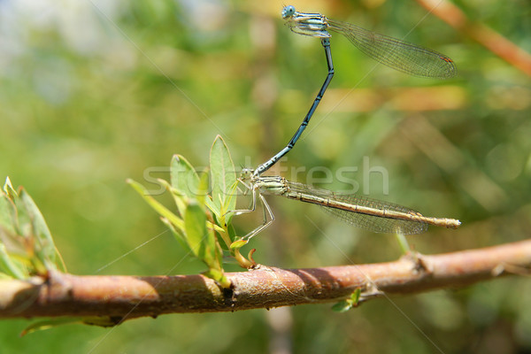 Dragonflies during the mating season. Stock photo © pixelman