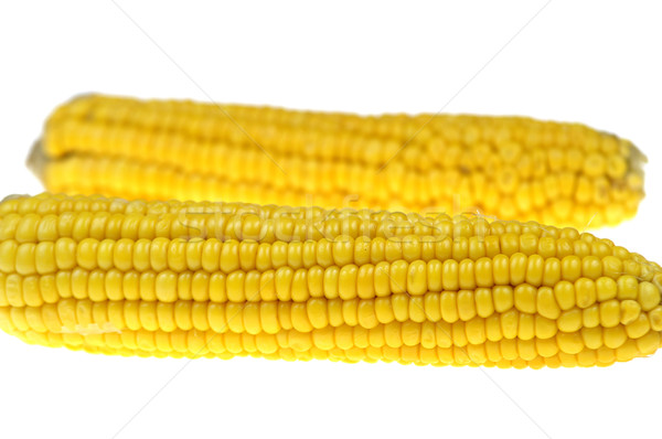 Corn cob Stock photo © pixelman