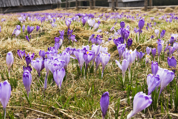 Crocus prairie printemps fleur herbe forêt [[stock_photo]] © pixelman