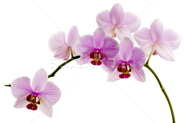 Stok fotoğraf: Pembe · orkide · yalıtılmış · beyaz · çiçek · doğa