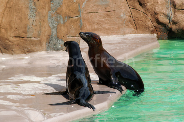 Stock foto: Siegel · Natur · Ozean · Löwen · Kalifornien · Tierwelt