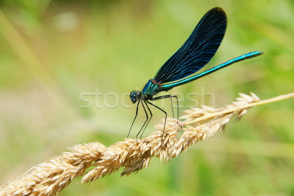 Blue dragonfly Stock photo © pixelman