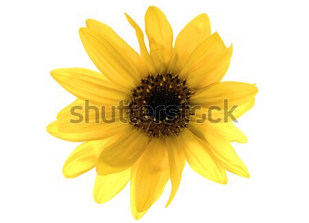 [[stock_photo]]: Tournesol · belle · blanche · fleurs · nature · tournesols