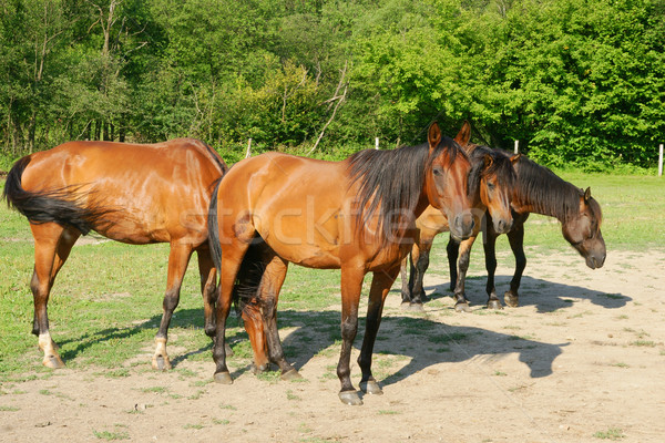 Horses Stock photo © pixelman