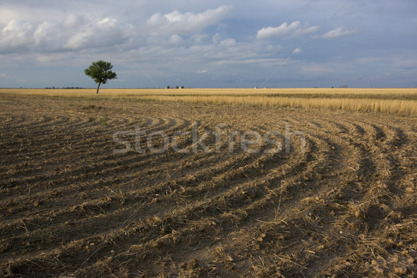 field plowed after wheat harvest Stock photo © PixelsAway