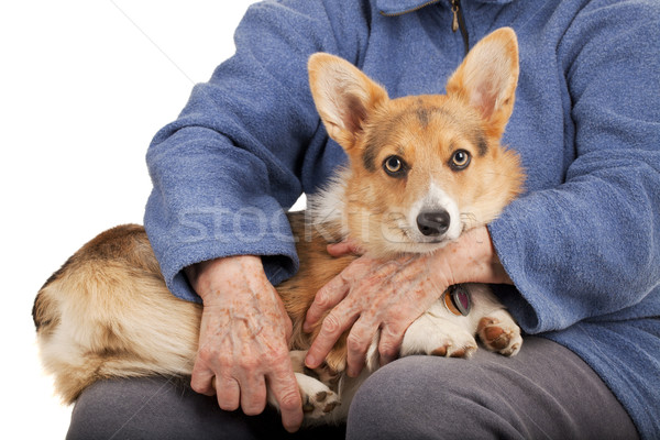 old hands and young puppy Stock photo © PixelsAway