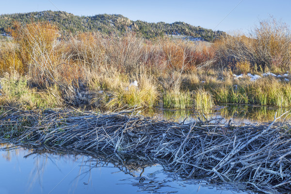 beaver swamp in Colorado Stock photo © PixelsAway