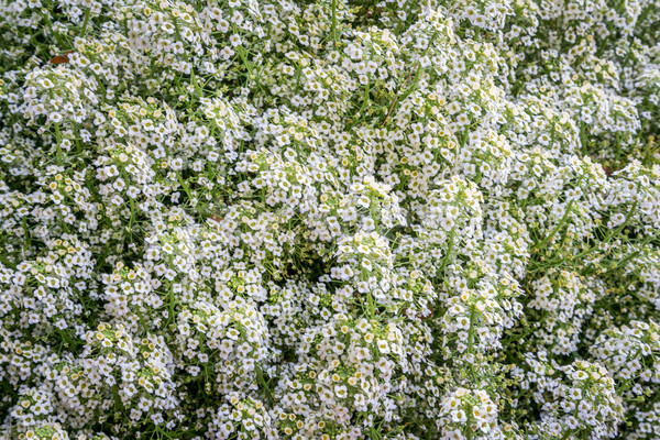 sweetness yellow lobularia  Stock photo © PixelsAway