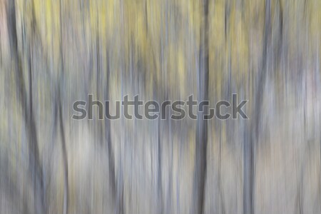 Nature résumé arbres couleurs d'automne texture Photo stock © PixelsAway