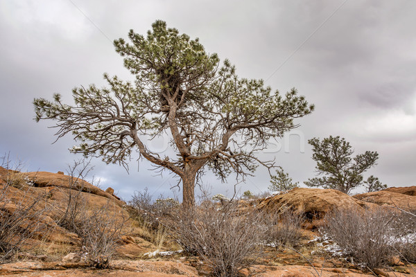 pine tree on sandstome cliff Stock photo © PixelsAway