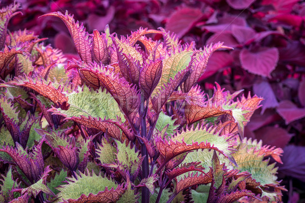 хна декоративный листва красный ярко Сток-фото © PixelsAway