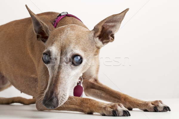 老 盲人 狗 肖像 意大利的 灰獵犬 商業照片 © PixelsAway