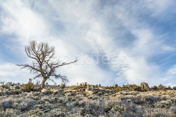 tree, sagebrush and rocks Stock photo © PixelsAway