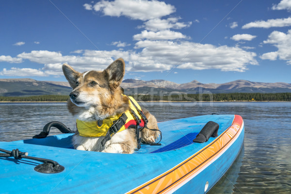 stand up paddling with a dog Stock photo © PixelsAway