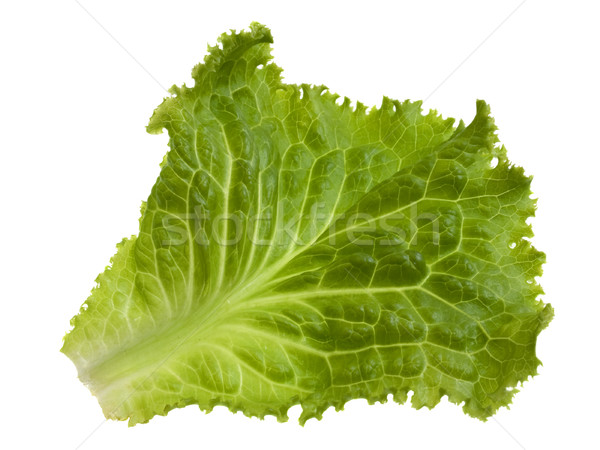 green leaf of lettuce Stock photo © PixelsAway