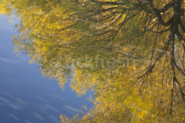 gold and blue water reflection Stock photo © PixelsAway