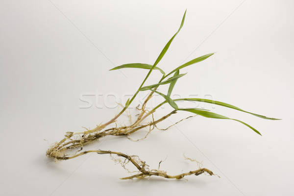 crabgrass with roots and new leaves Stock photo © PixelsAway