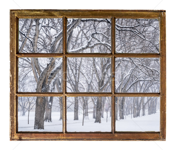 Foto d'archivio: Vicolo · vecchio · olmo · alberi · blizzard · neve
