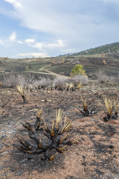 wildfire burnt landscape  Stock photo © PixelsAway