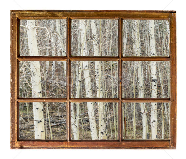 aspen grove in winter window view Stock photo © PixelsAway