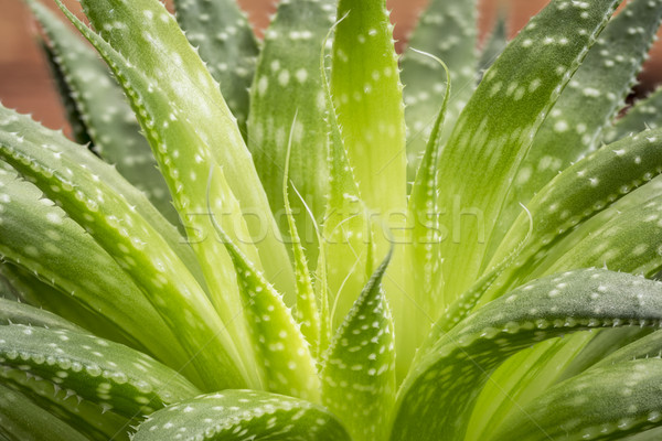 Stock photo: green aloe plant abstract