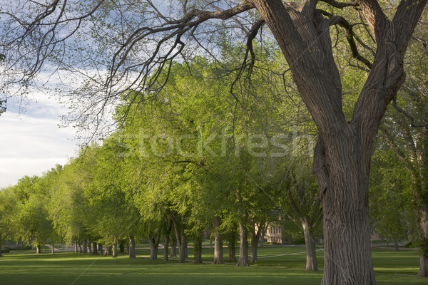 Beco velho americano olmo árvores primavera Foto stock © PixelsAway