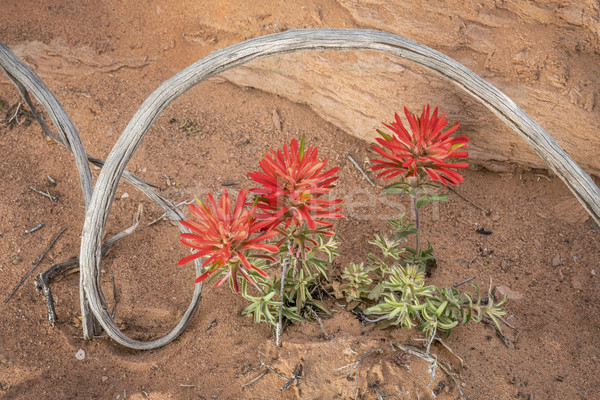 Indian pennello fiore di campo legno arenaria sud-ovest Foto d'archivio © PixelsAway