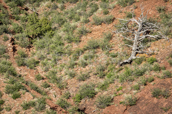 Stock photo: juniper tree at sandstone cliff
