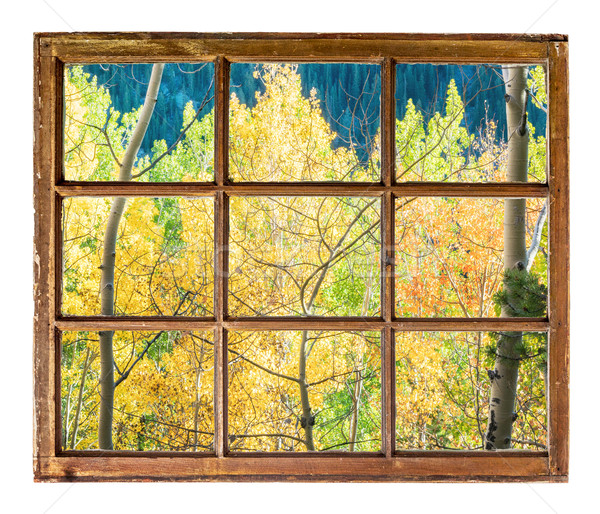 aspen trees window view Stock photo © PixelsAway