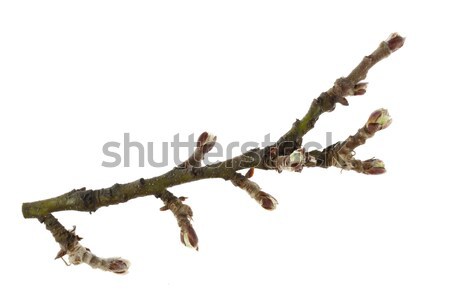Ramoscello melo ramo primavera isolato bianco Foto d'archivio © PixelsAway