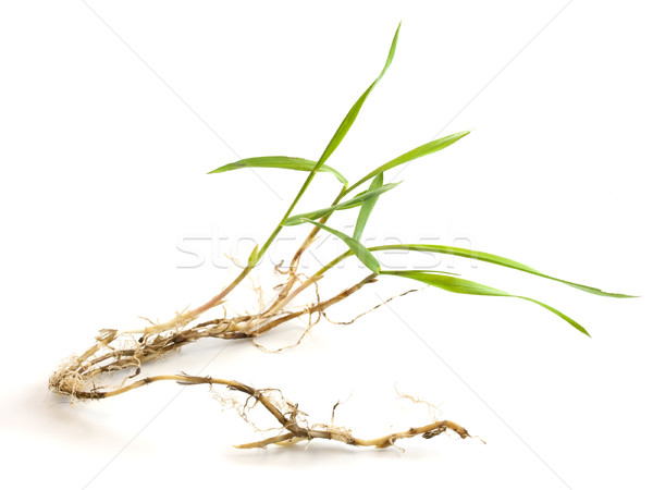 crabgrass with roots and new leaves Stock photo © PixelsAway