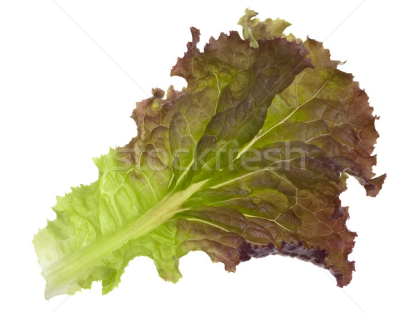 red and green leaf of lettuce Stock photo © PixelsAway