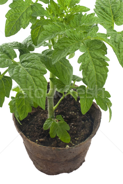 tomato plant in biodegradable peatpot Stock photo © PixelsAway