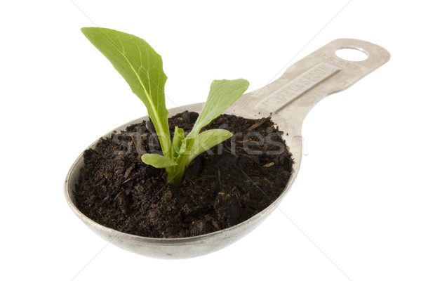 new plant of lettuce growing on a tablespoon Stock photo © PixelsAway