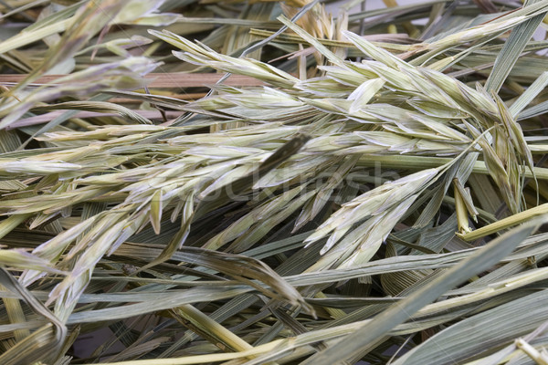 Herbe foin séché variété résumé fond [[stock_photo]] © PixelsAway