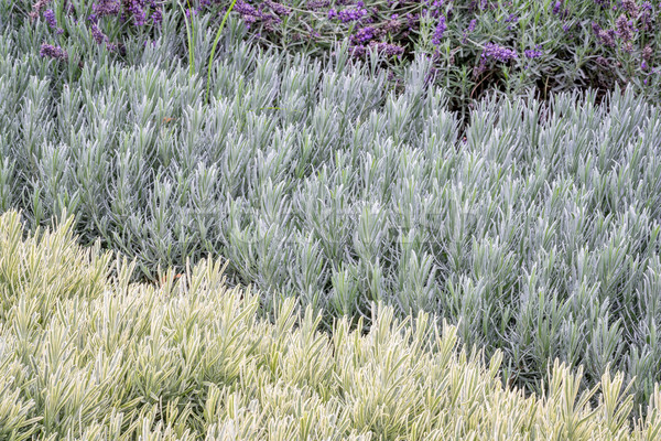 lavandula (lavender) foliage background Stock photo © PixelsAway