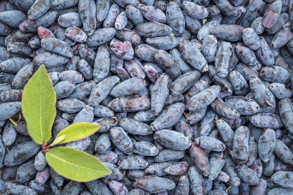 background of fresh honeysuckle berry  Stock photo © PixelsAway