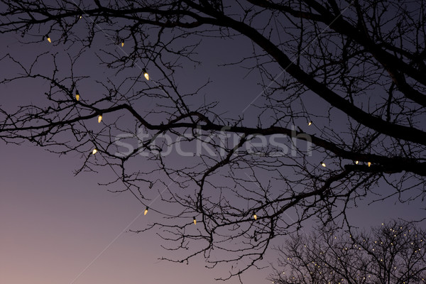 Fa ágak karácsony fények sziluett lombtalan Stock fotó © PixelsAway