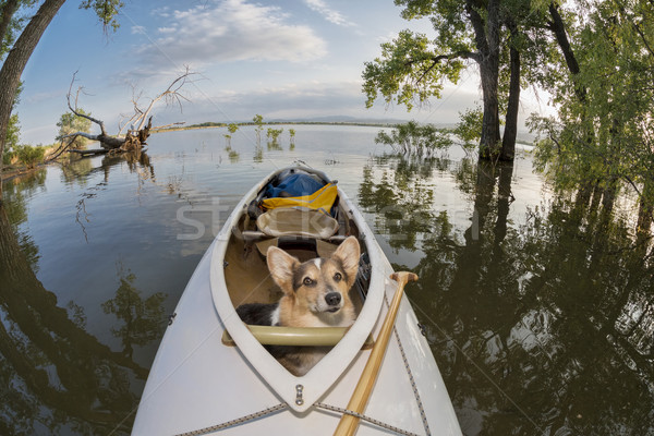 Canoa perro expedición lago Colorado distorsionado Foto stock © PixelsAway