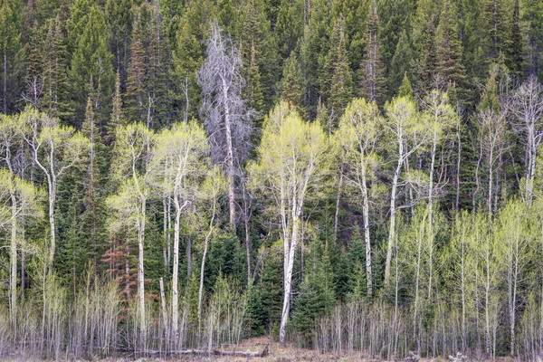 Stock foto: Hain · Fichte · Frühling · früh · Frühling · Berge