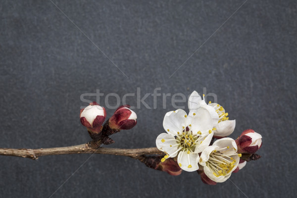 apricot tree flower on stone Stock photo © PixelsAway