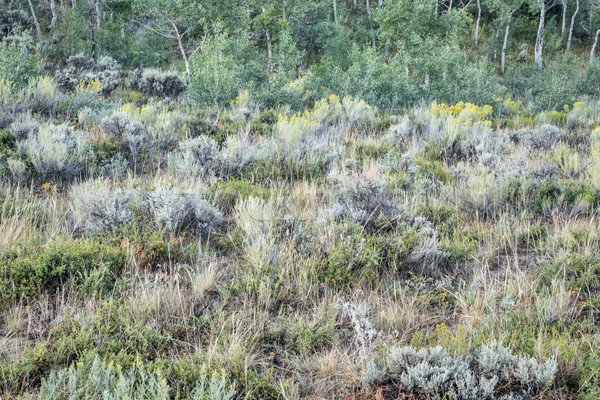Colorado fiore di campo arbusto tardi estate alberi Foto d'archivio © PixelsAway