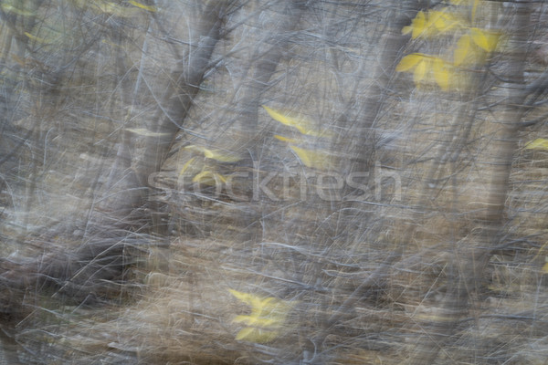 Falling leaves motion blur abstract Stock photo © PixelsAway