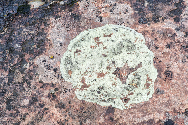 circular lichen on sandstone Stock photo © PixelsAway