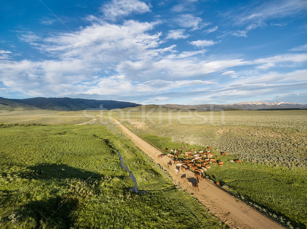Ranch Straße Rinder nördlich Park Colorado Stock foto © PixelsAway