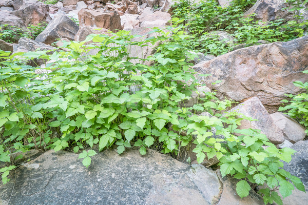 poison ivy in sandstone canyon Stock photo © PixelsAway