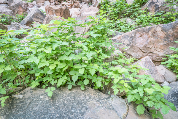 Veleno ivy arenaria canyon crescita abbondanza Foto d'archivio © PixelsAway