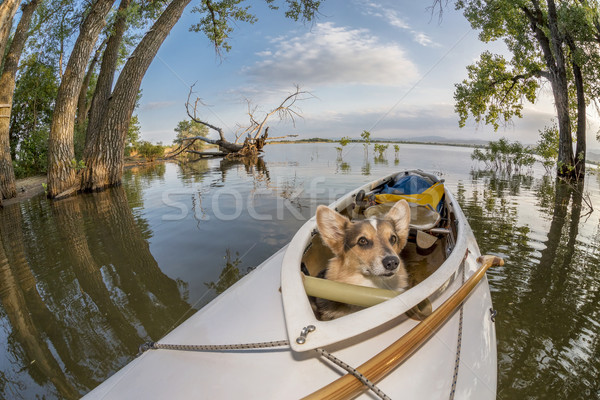łodzi psa wyprawa jezioro Colorado zniekształcony Zdjęcia stock © PixelsAway